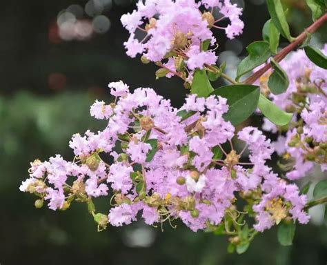 紫薇花种植|紫薇的栽培与养护技术